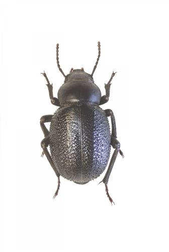 Réf. 251 687 : Pimelia echidna